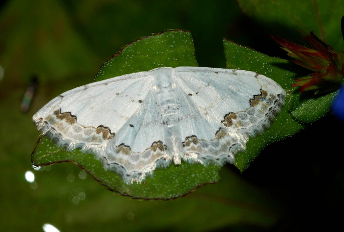 Geometridae da confermare 2